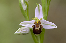 Orchideën 
